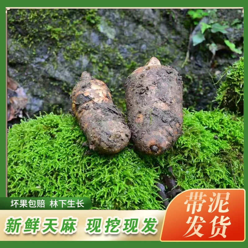 【产地直发】贵州鲜天麻高海拔林下种植现挖现发货大果1斤3斤5斤