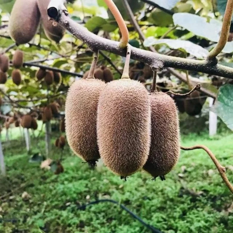 新鲜贵州修文猕猴桃12枚贵长绿心奇异果孕妇水果整箱包邮香甜现摘