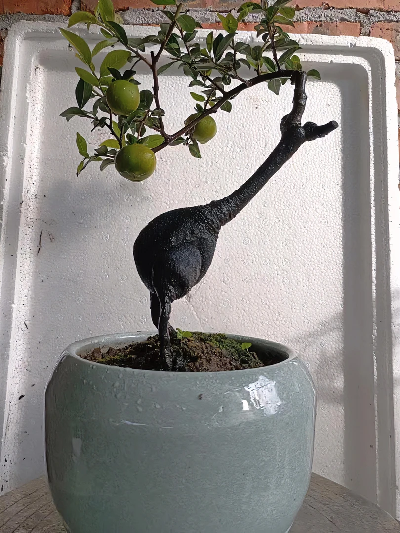 春田园艺金弹子直播间一物一拍