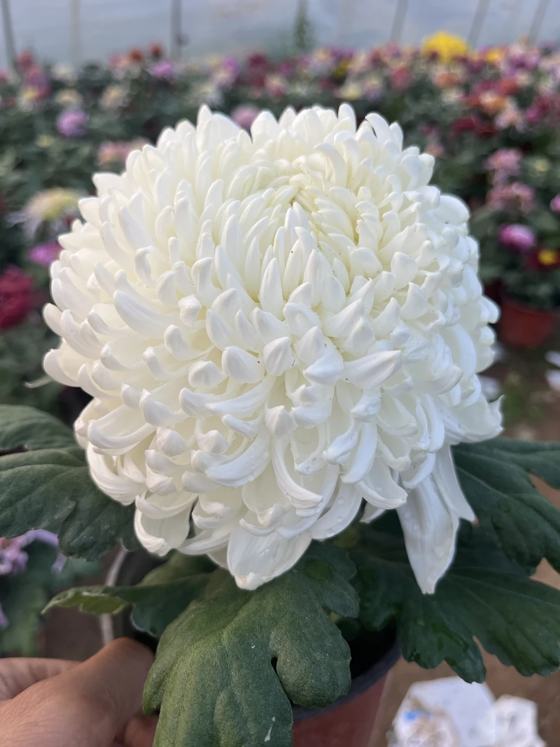 独头菊【大白球】大花菊九月菊好养活耐热寒