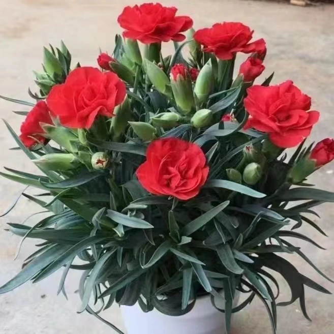 康乃馨【红色】盆栽带花苞阳台庭院四季开花