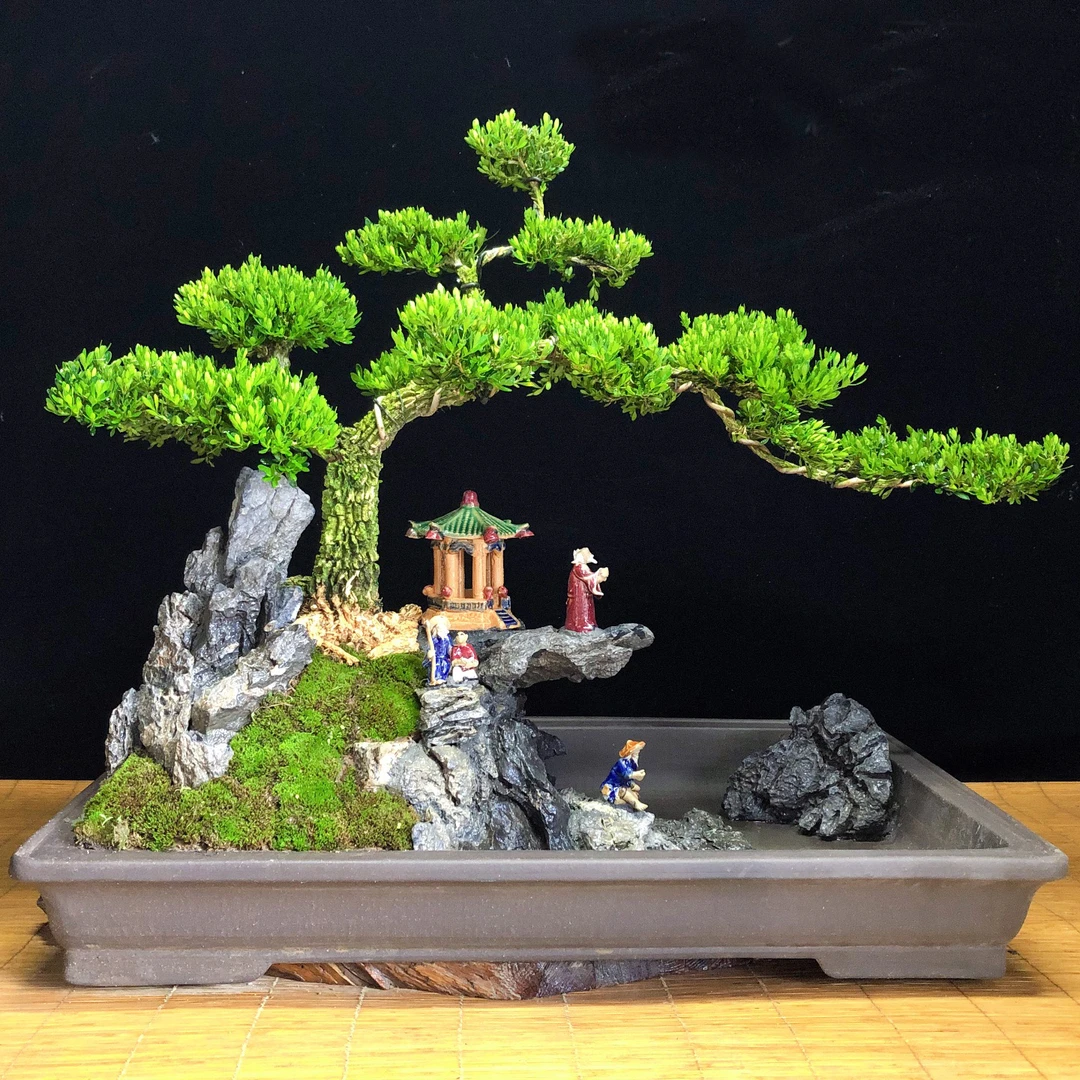 双杆式熟桩精品金弹子直杆广东邹皮小叶黄杨艺术盆景皱皮雀大型