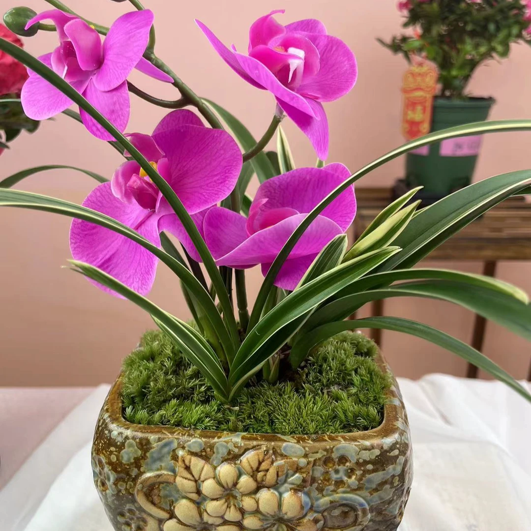 金边带翼红粉胭脂（室内阳台书房卧室）