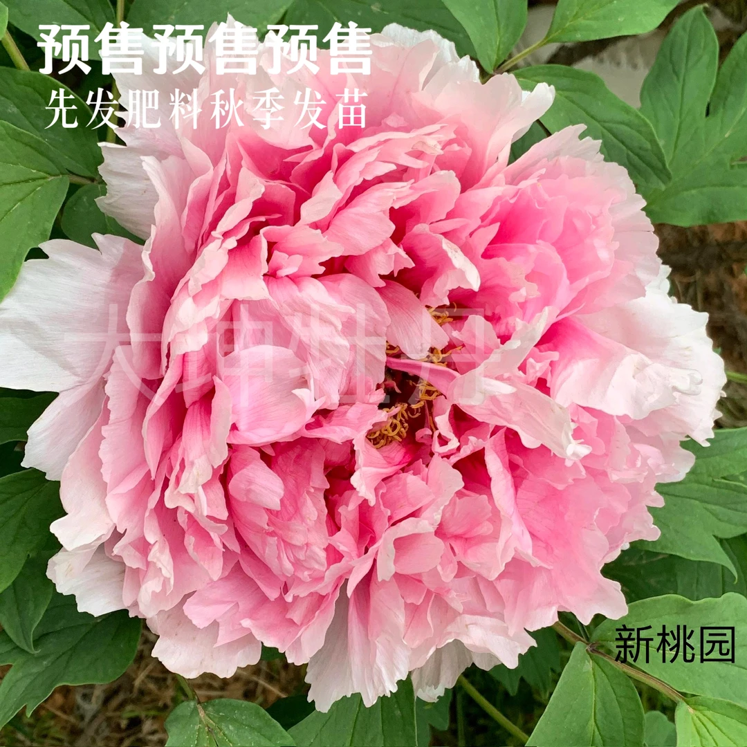 牡丹【新桃园】菏泽发货