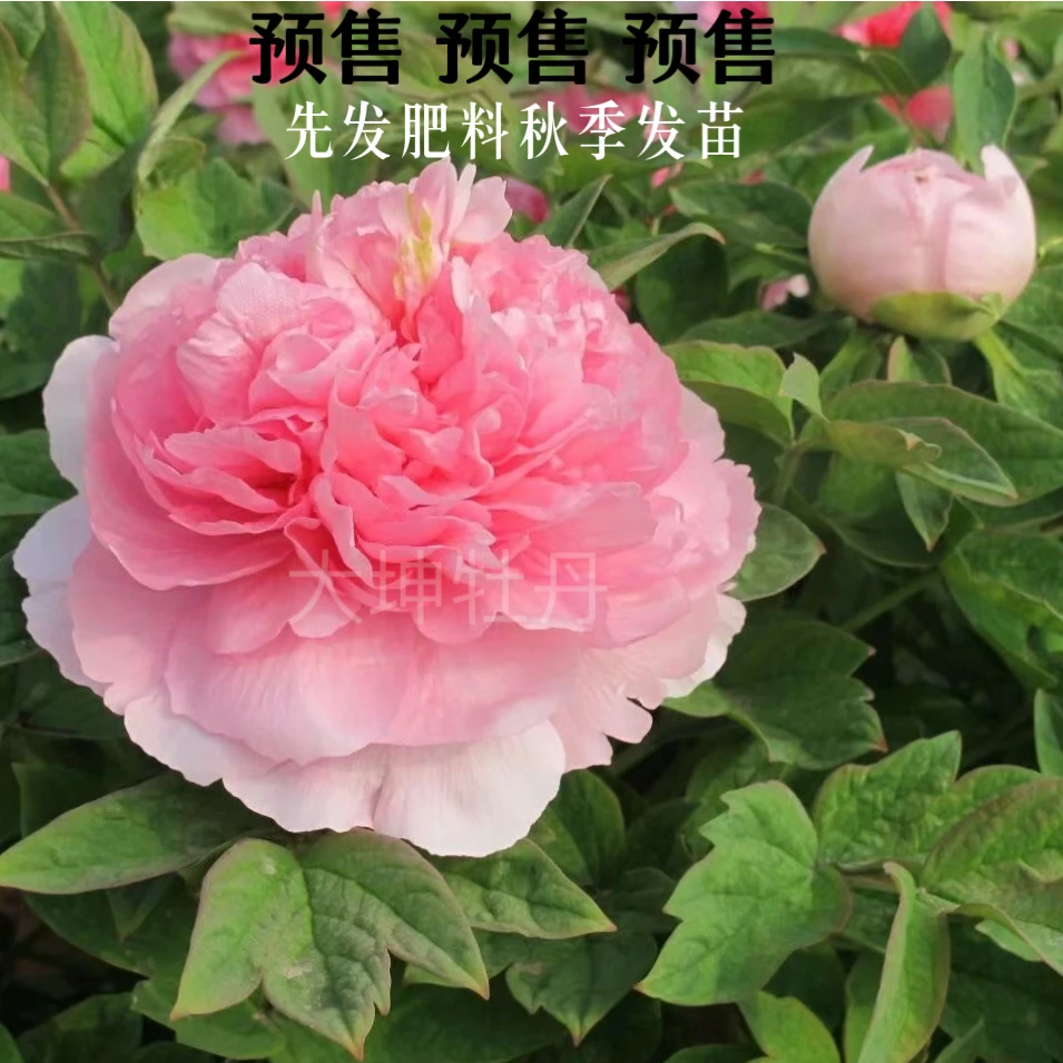 牡丹【贵妃插翠】秋季发苗