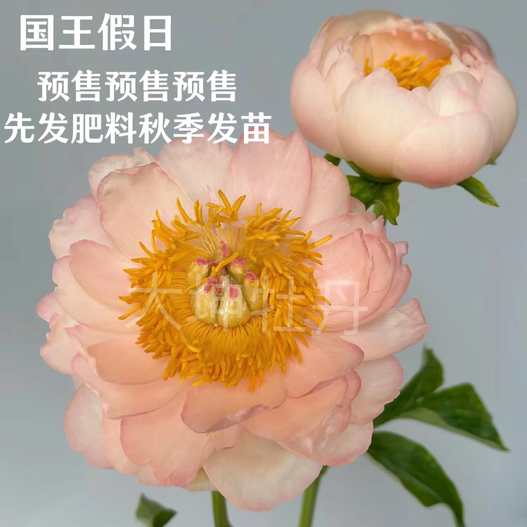 进口芍药【国王假日】秋季发苗