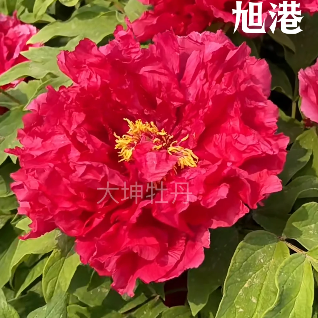 牡丹品种 【旭港】