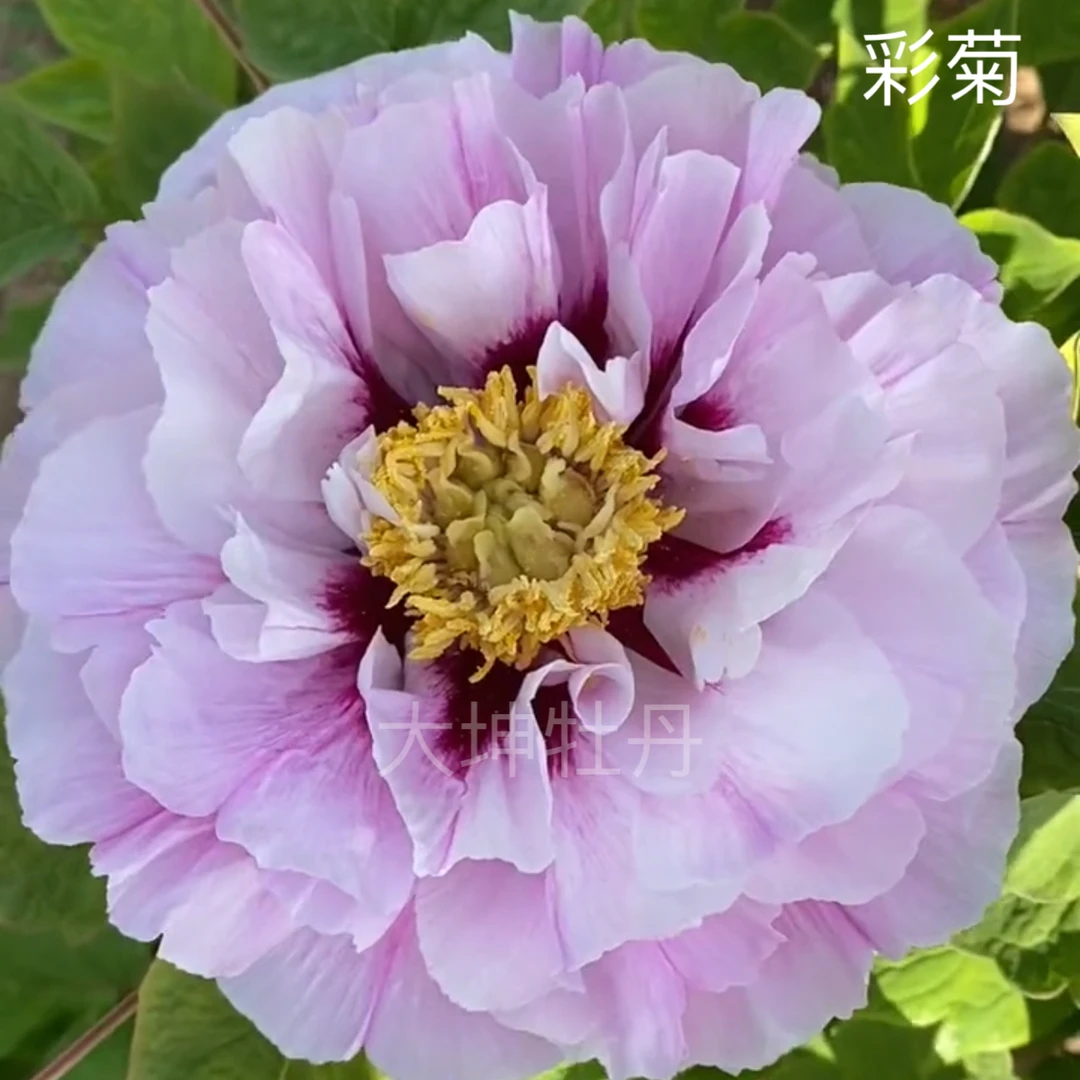 牡丹【彩菊】先发肥料秋季发苗