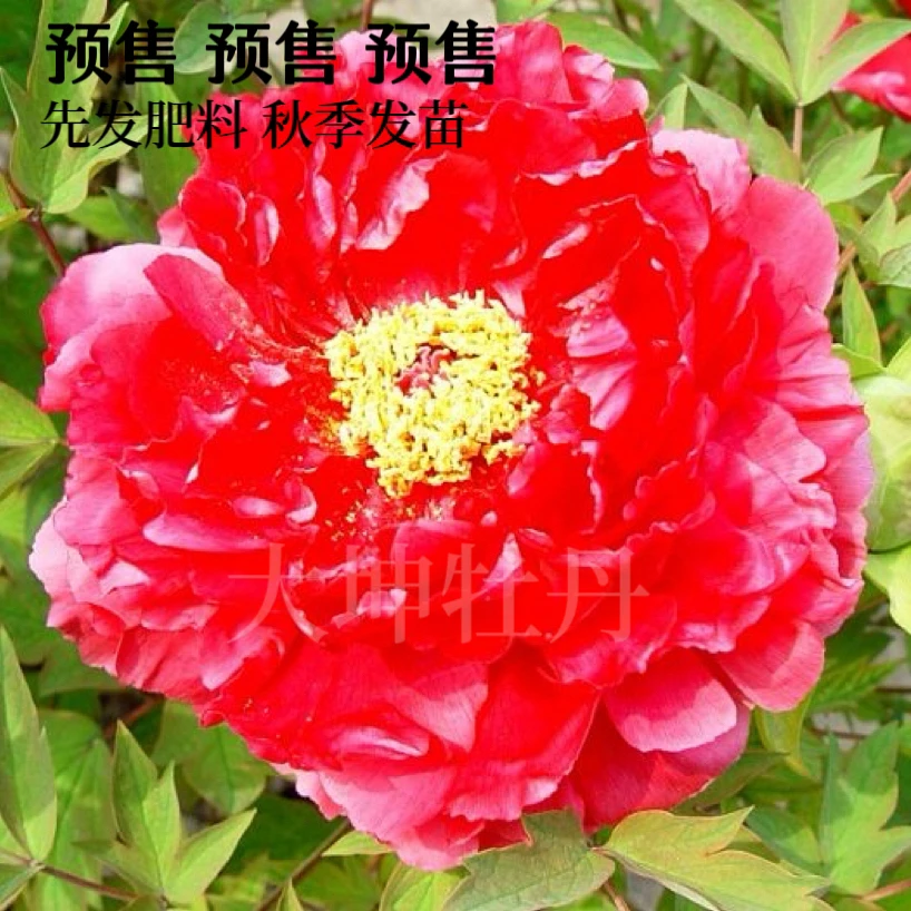 牡丹【博爱】先发肥料 秋季发苗