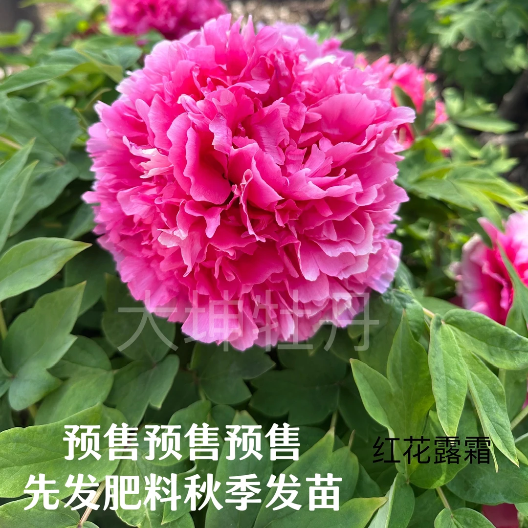 牡丹品种【红花露霜】