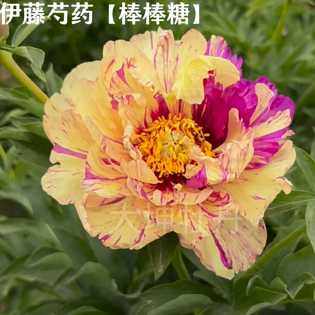 伊藤芍药【棒棒糖】秋季发苗