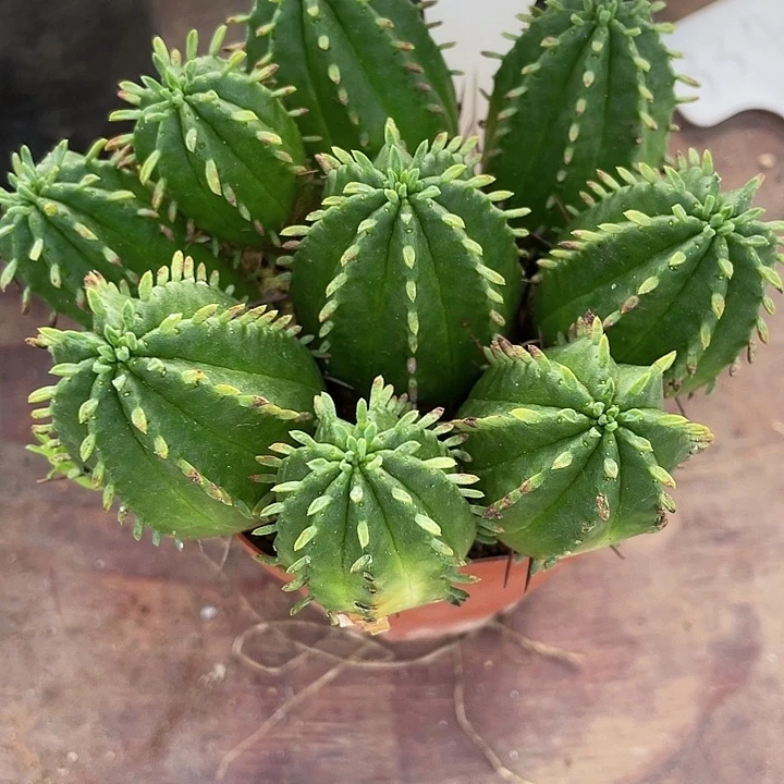 秋***?火麒麟仙人球一物一拍308