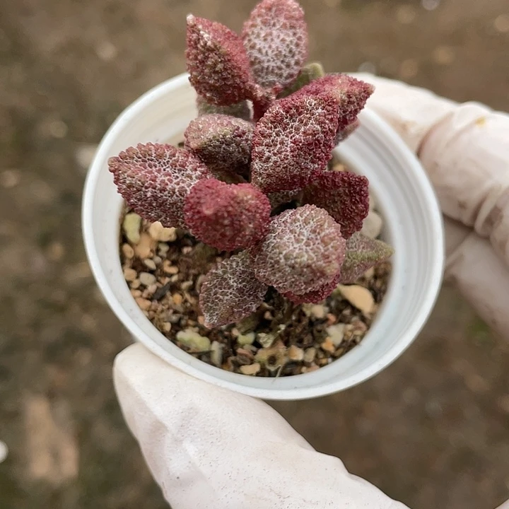 豚**妈牛油果仙人球一物一拍