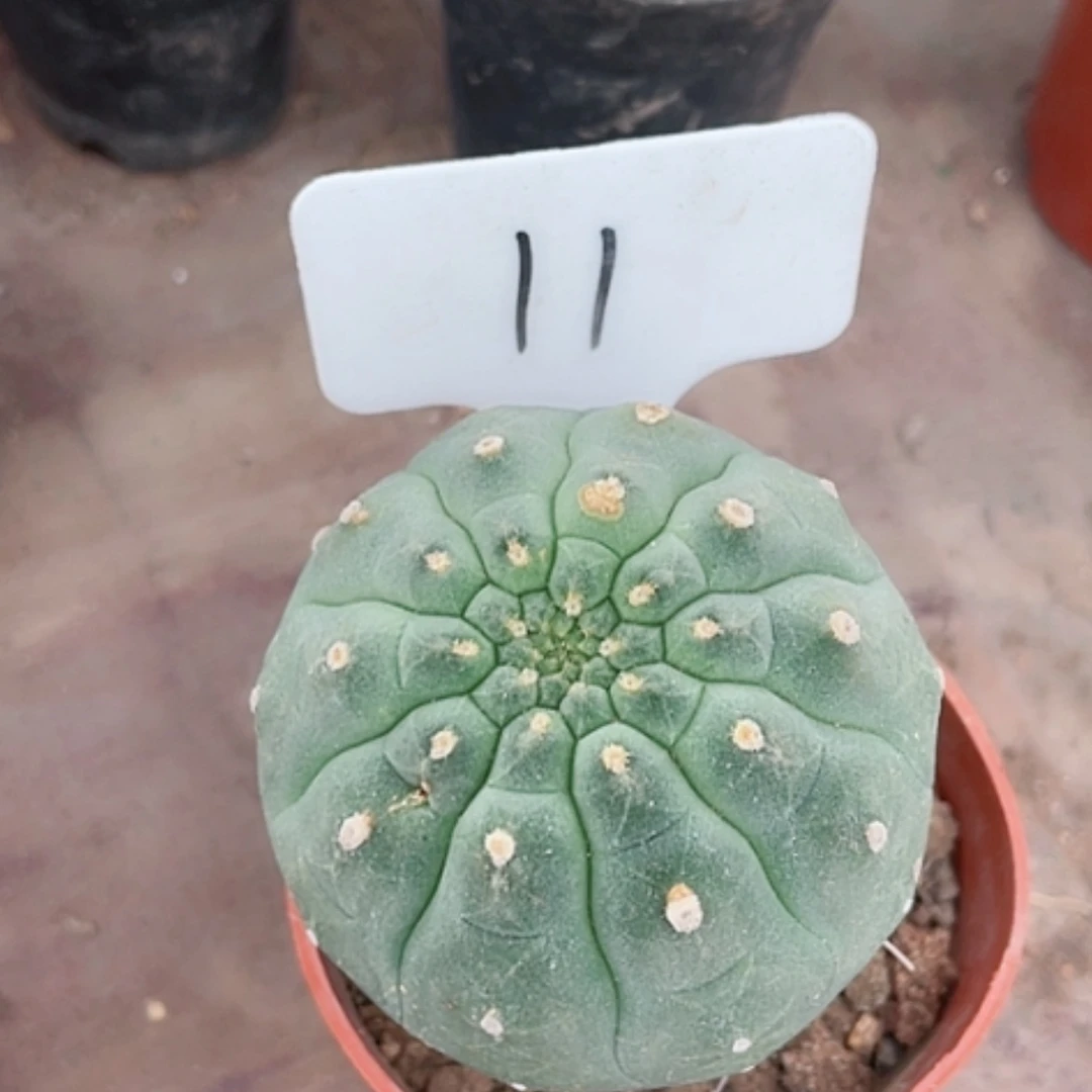 【闪购商品】奇仙玉仙人球11