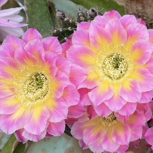 新品彩草萤火虫大花彩草仙人球防辐射新款