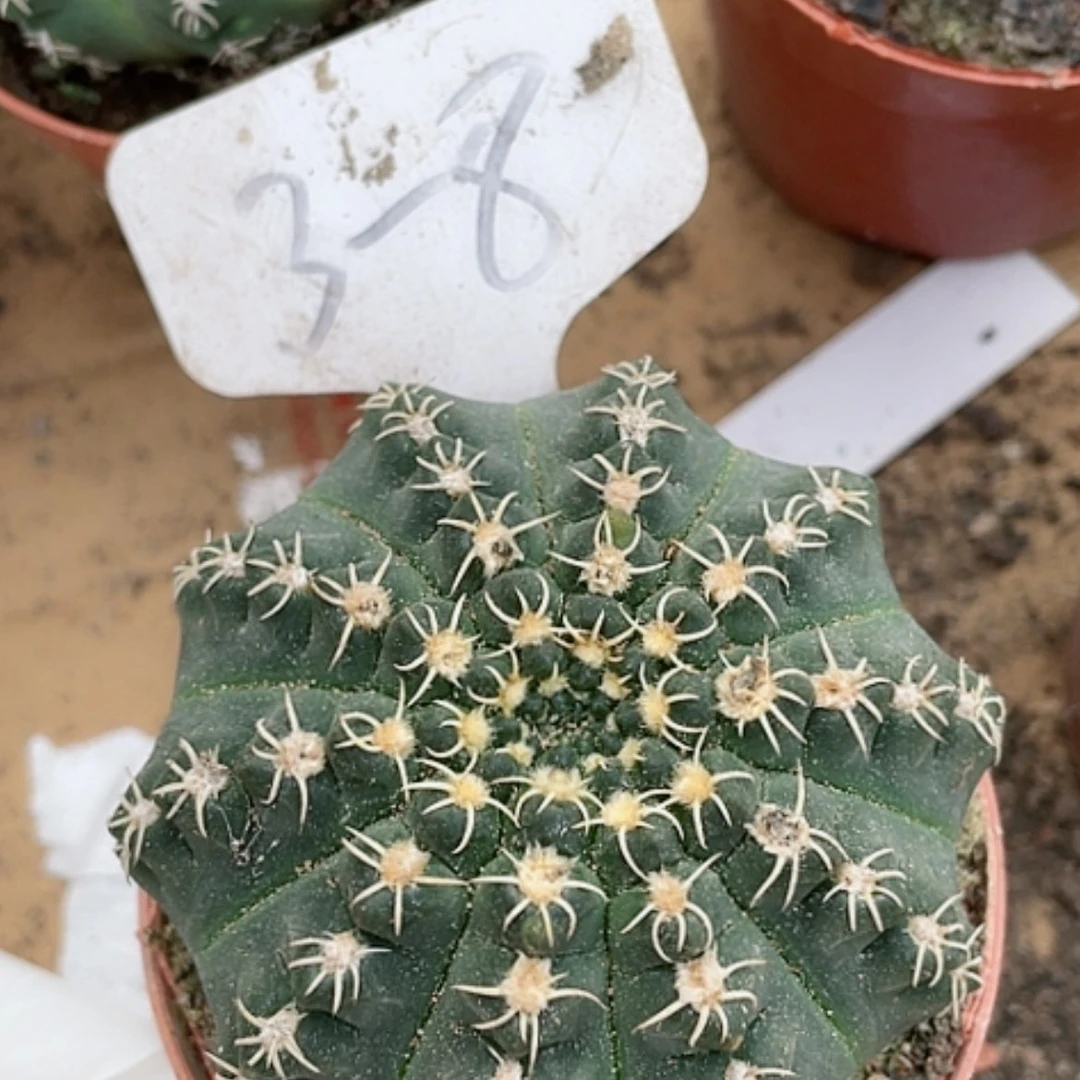 【闪购商品】趴刺瑞苍玉38