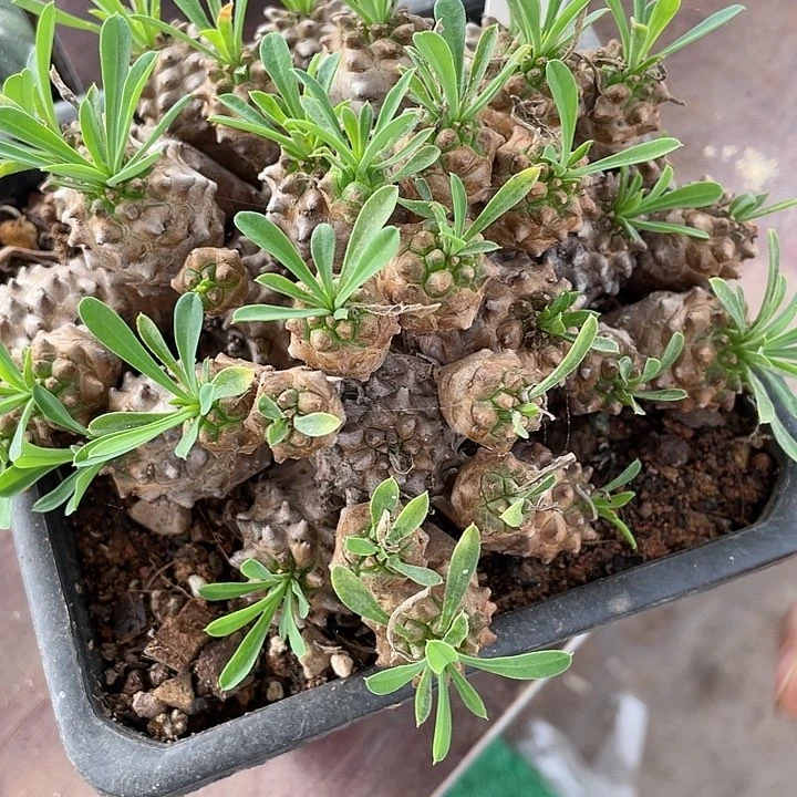 牛*峨眉山仙人球一物一拍287