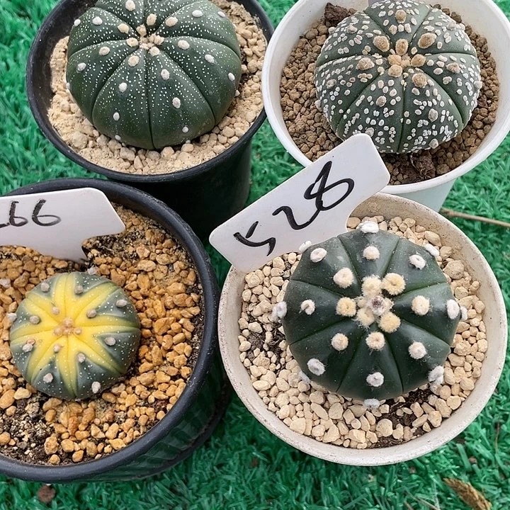 4棵兜仙人球一物一拍