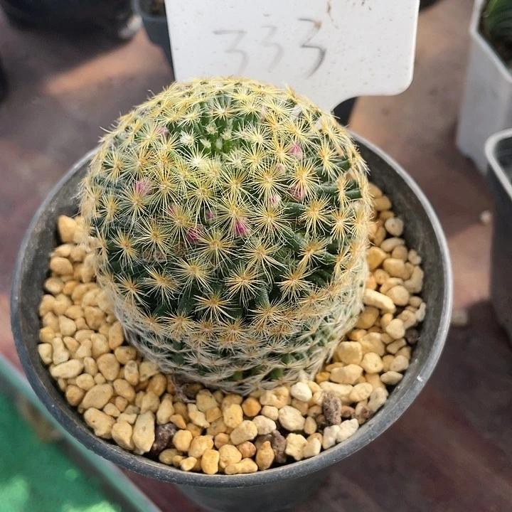 明星仙人球一物一拍333