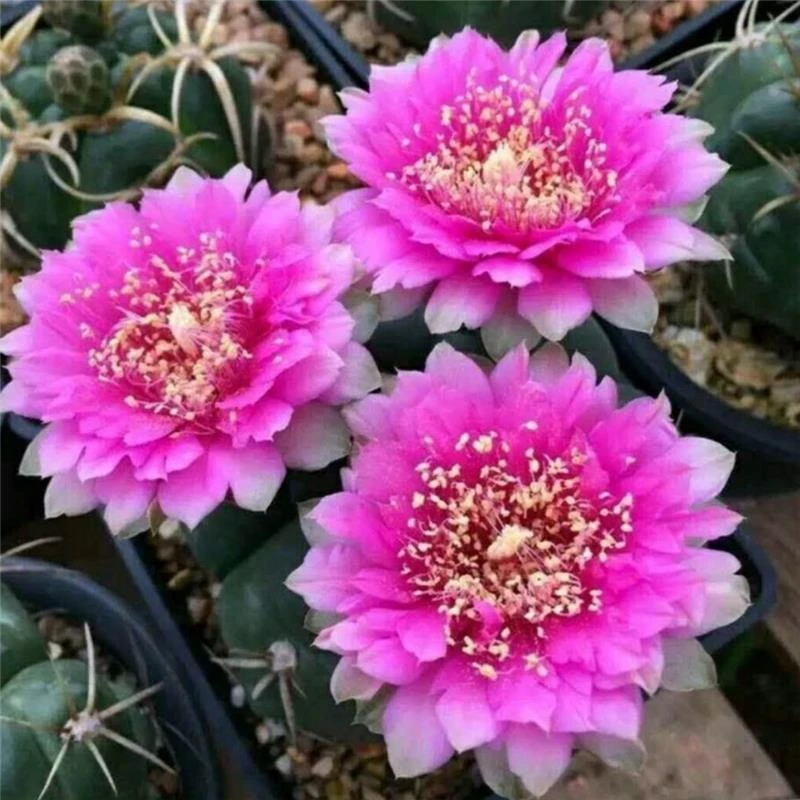 美花海王仙人球，开花球