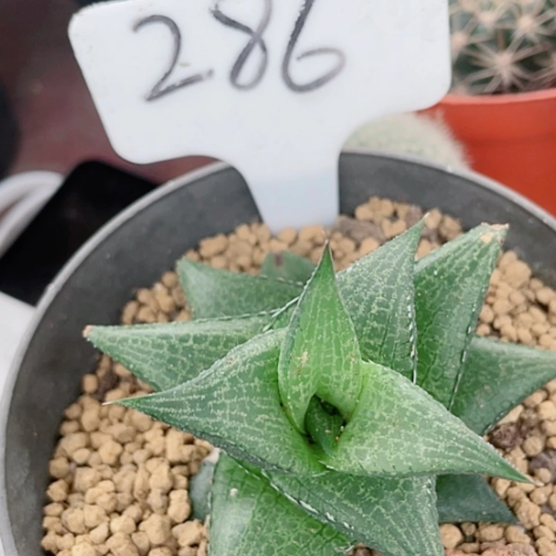 【闪购商品】龙鳞仙人球286