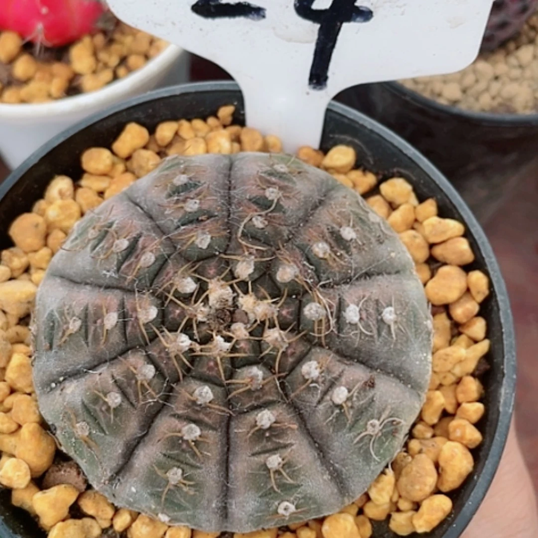 【闪购商品】拉根仙人球24