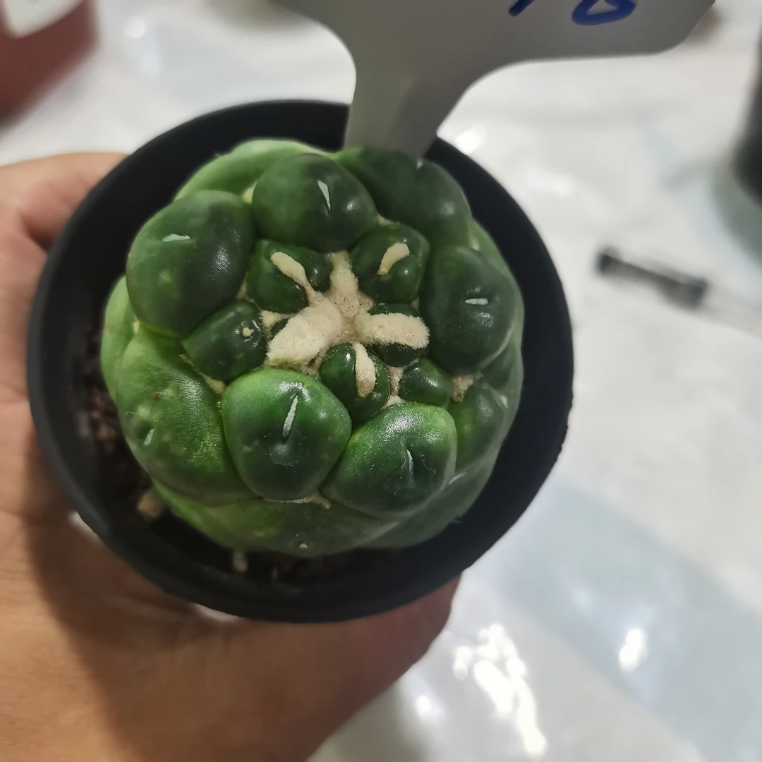 天眼象牙仙人球6公分