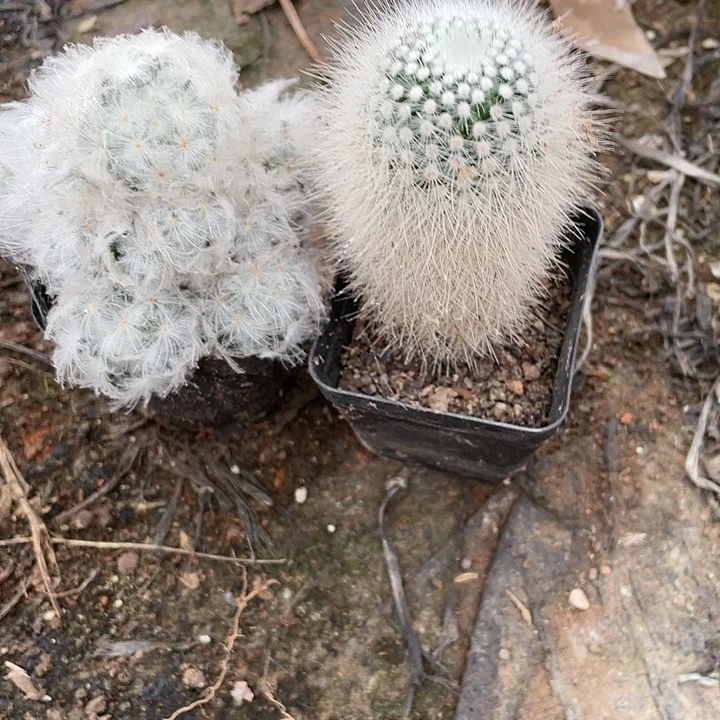 蓝****…白星白小丁仙人球一物一拍