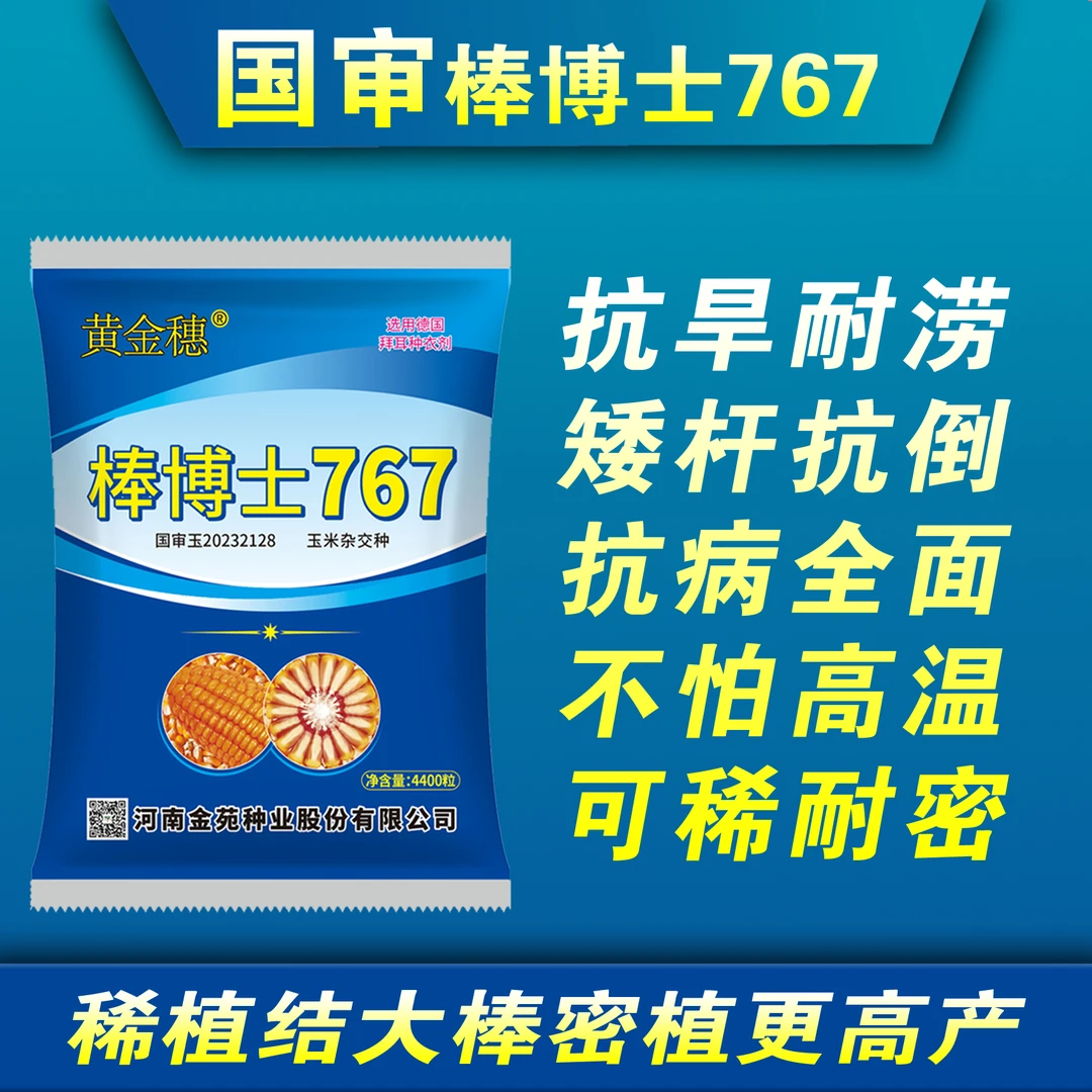 高产抗灾玉米种子棒博士767