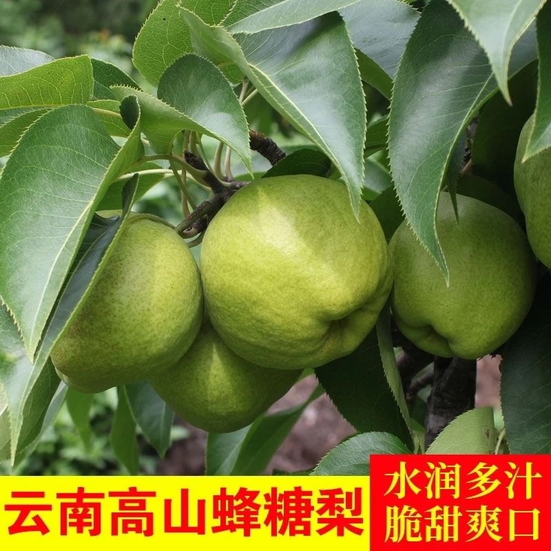 【不甜包退】云南大理当季现摘新鲜梨子水果蜂糖梨孕妇整箱包邮纯甜
