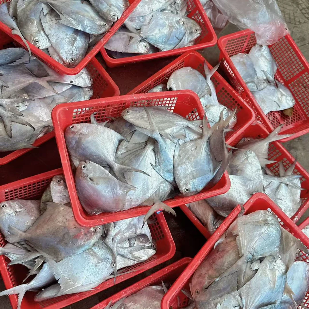 【小阿姨推荐】福建本港白鲳鱼500g