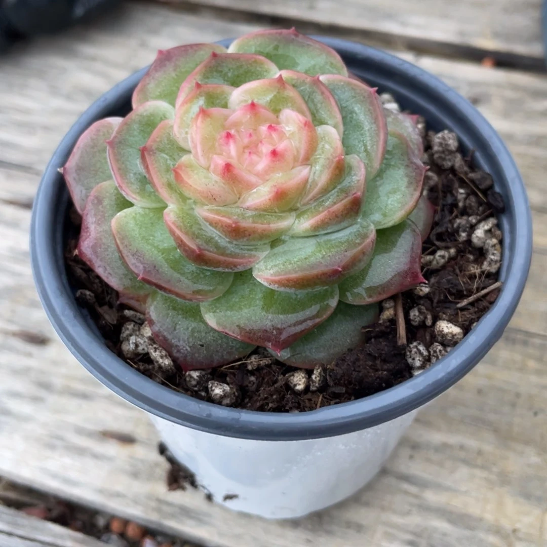 猎*冻纯蜜新疆包邮多肉