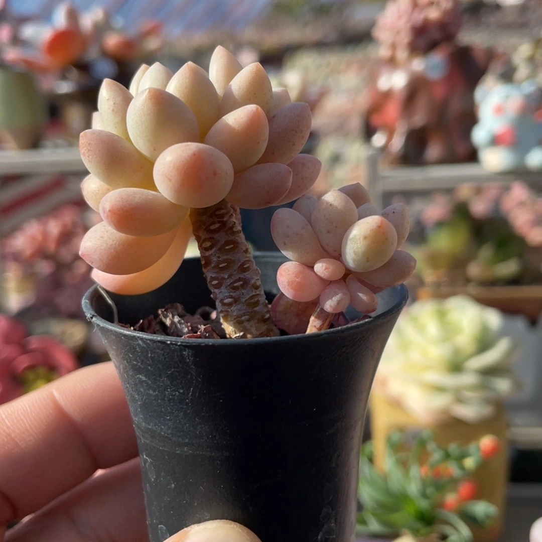 达芙妮新疆包邮6.6