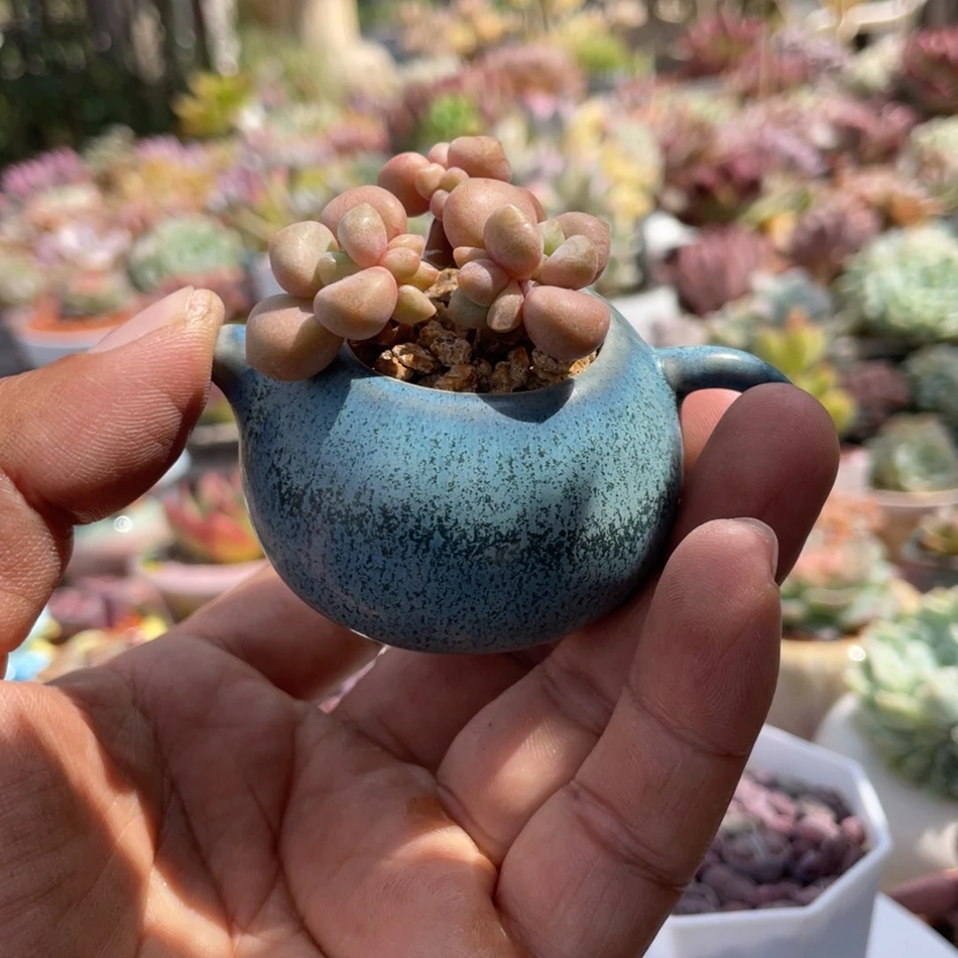 先锋派小茶壶多肉植物
