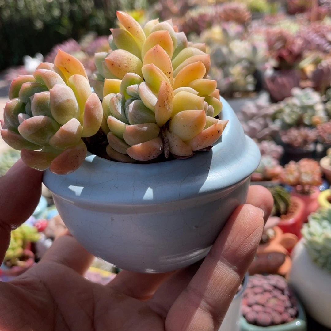 新疆包邮多肉植物