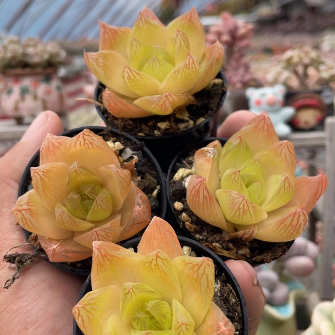 黄金凝脂菊新疆包邮多肉9.9元4颗