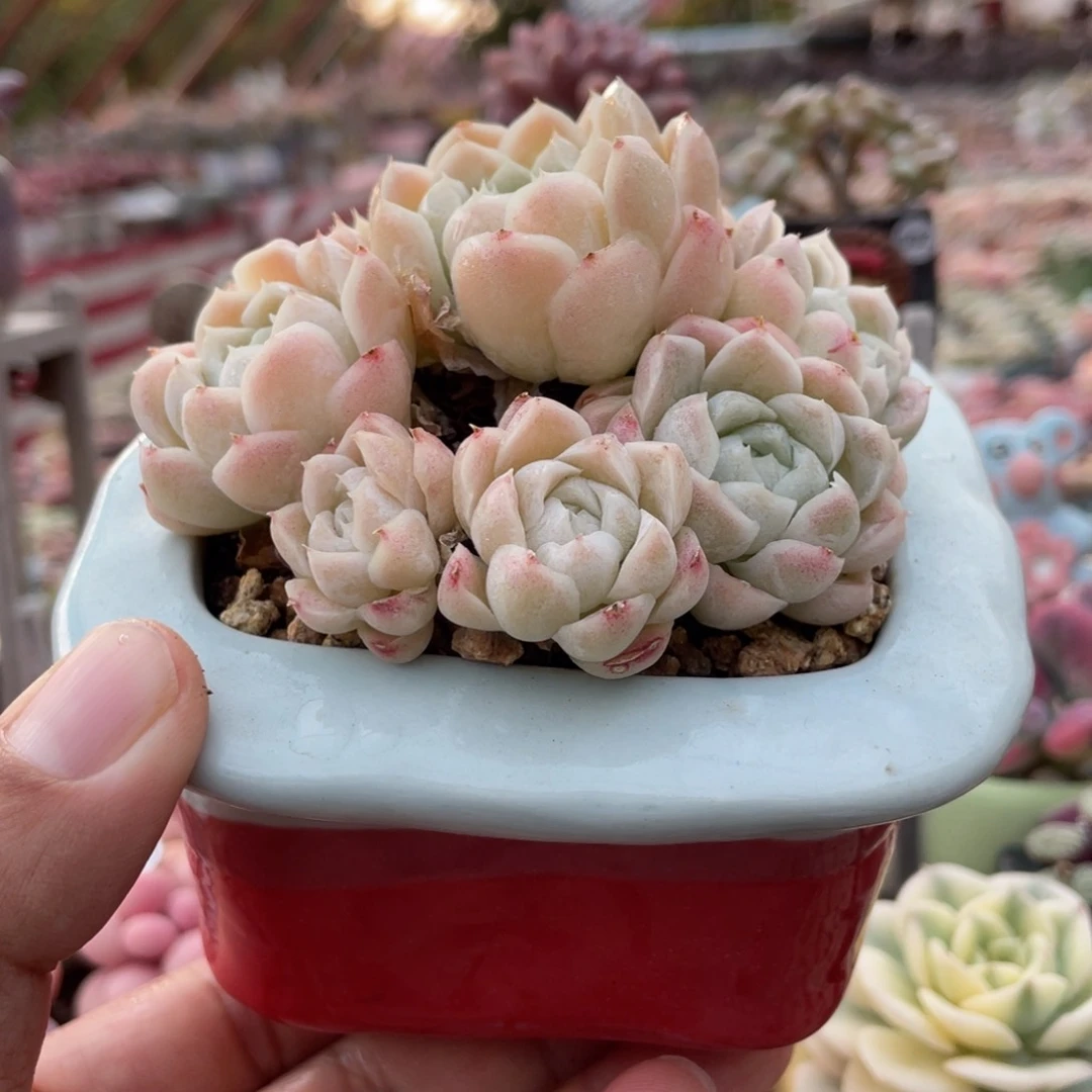 白雪公主新疆包邮多肉29.9