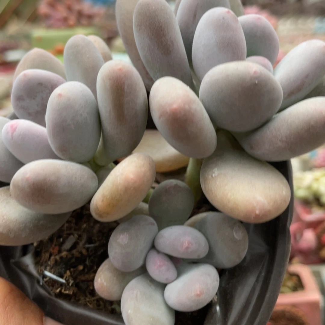 奶酪15.5多肉植物