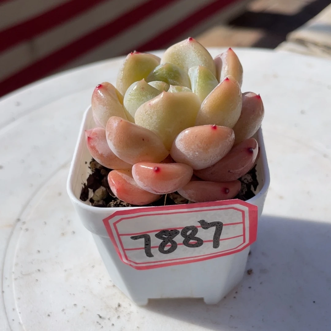 云*新品新疆包邮多肉28.8