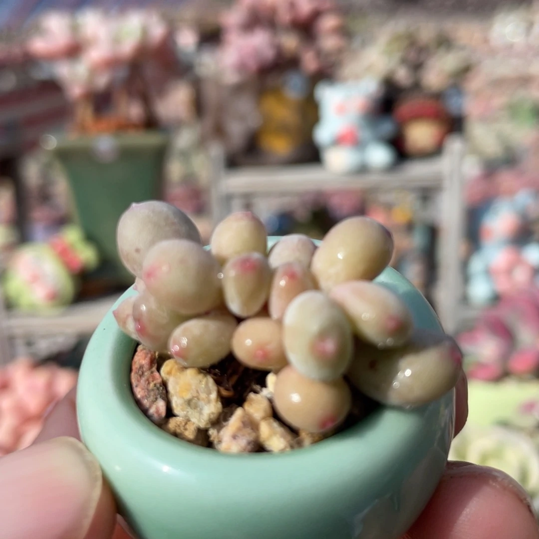 苹果奶新疆包邮多肉16.8