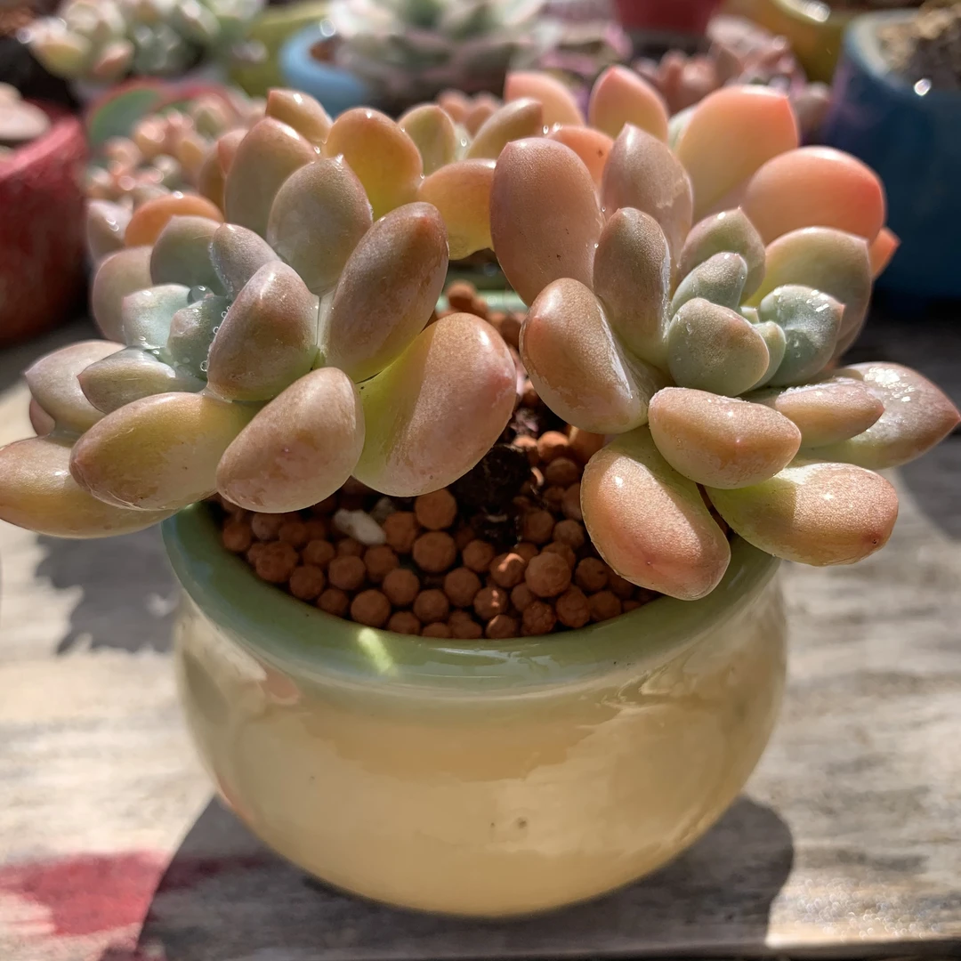 【全疆包邮】白露带盆老桩8cm冠幅（花盆花色随机）