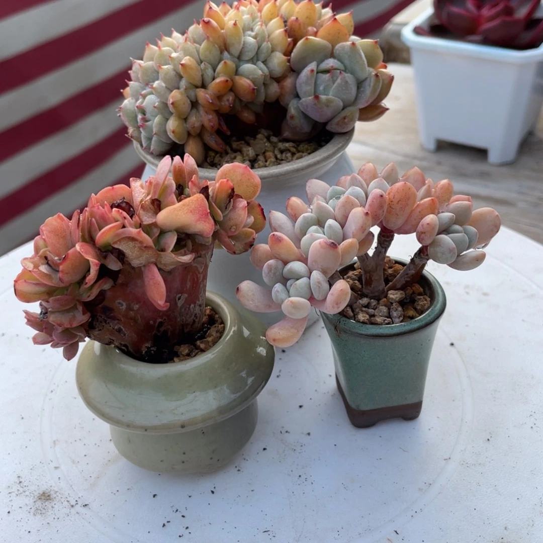 青**品缀化3盆新疆包邮多肉88