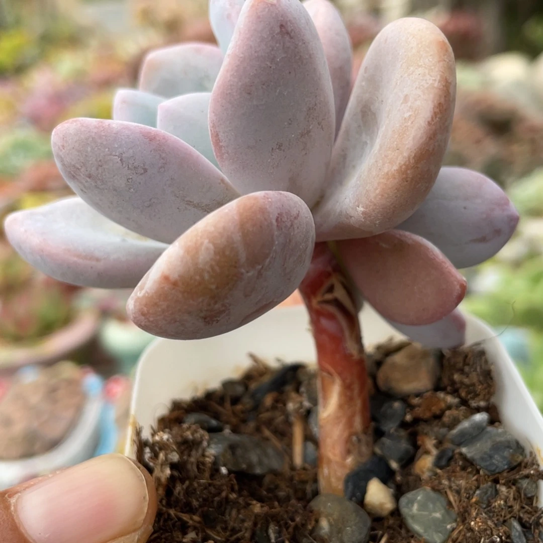 人面桃花新疆包邮多肉