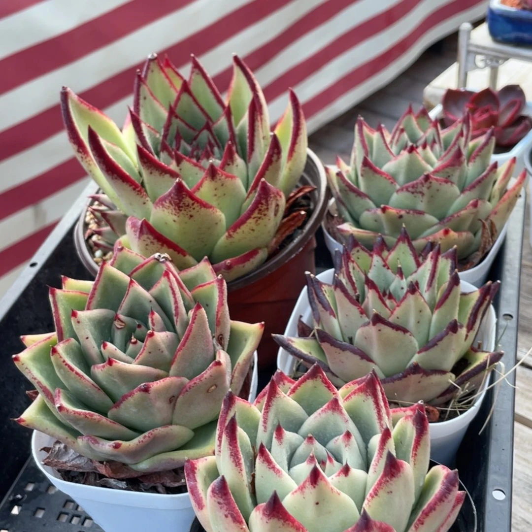 乌木框拍新疆包邮39.8