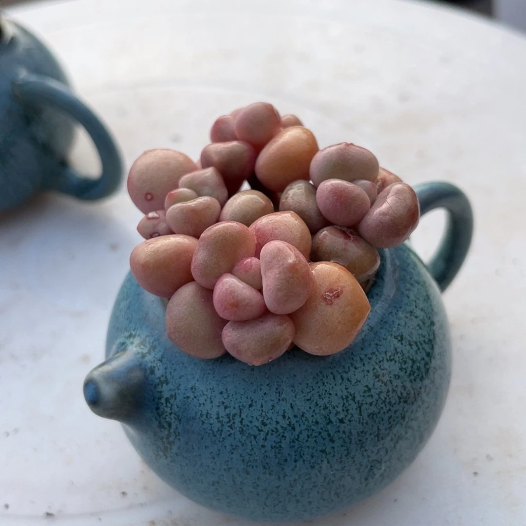 爱****?先锋派新疆包邮多肉26.8