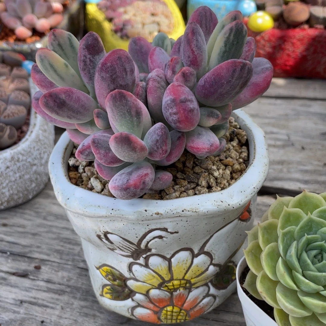 乒乓福娘锦新疆包邮