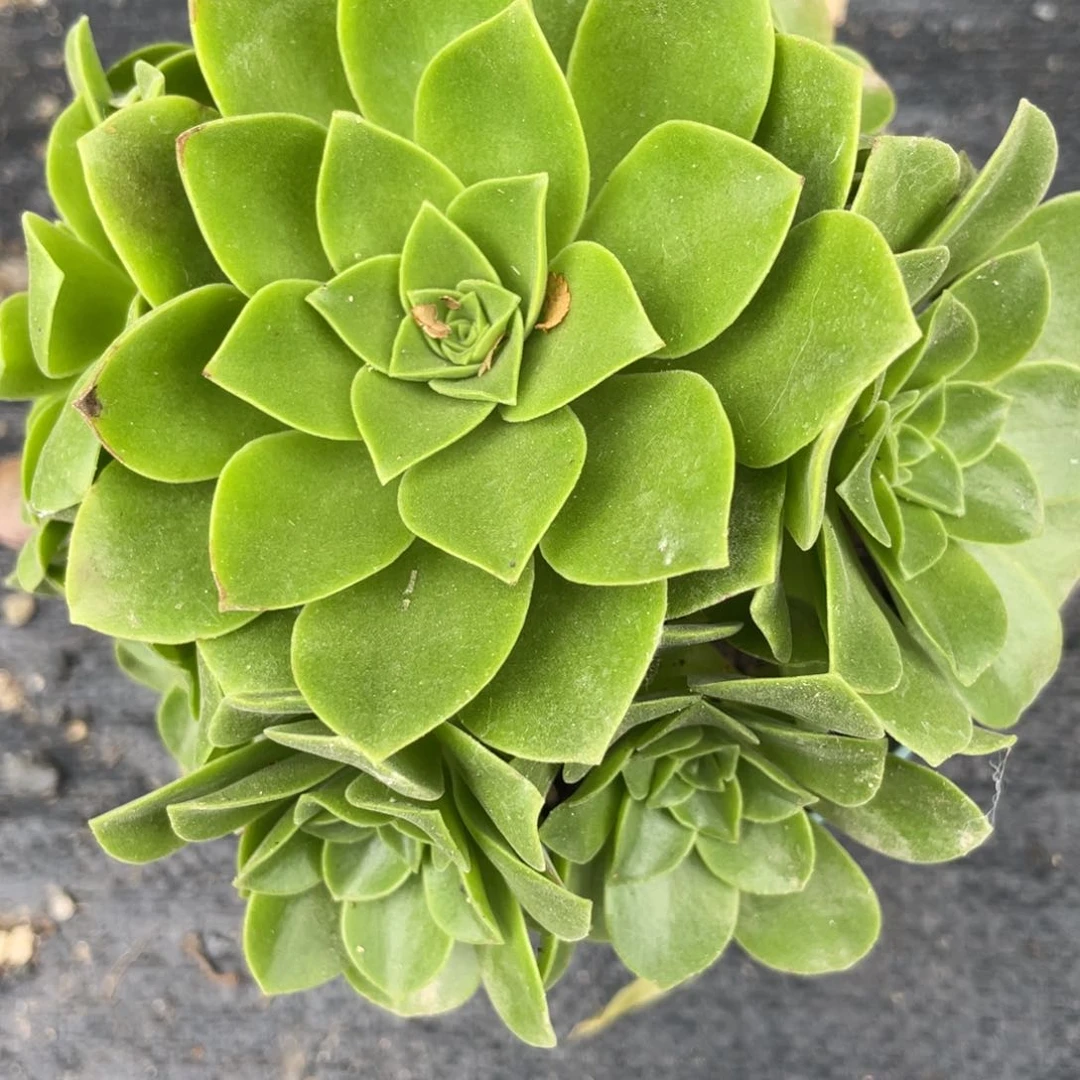 小**?法师绿新疆包邮多肉