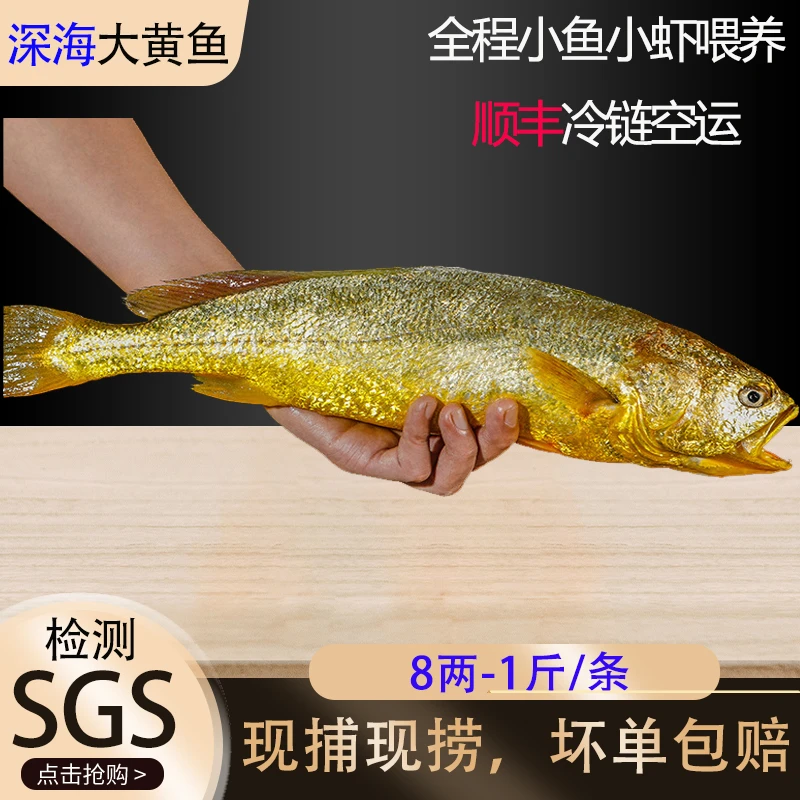【四口之家推荐】现捕冰鲜黄花鱼生态深海正宗酒店水产大黄鱼冰新鲜