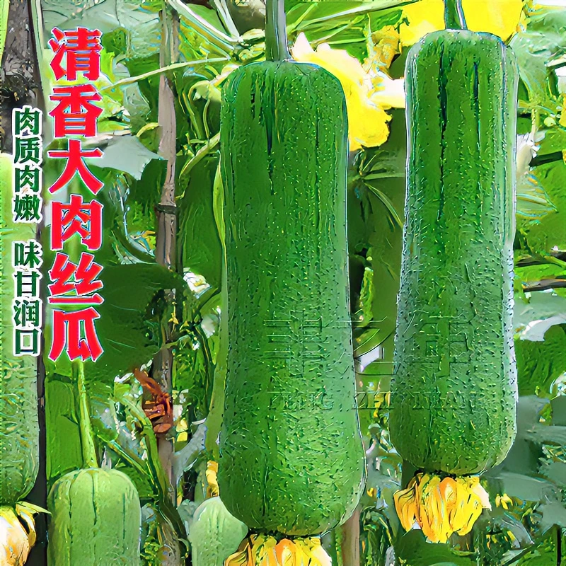 苗丝瓜大肉丝丝瓜种子黄瓜瓜果苗适合庭院种植种子黄瓜蔬菜秧苗