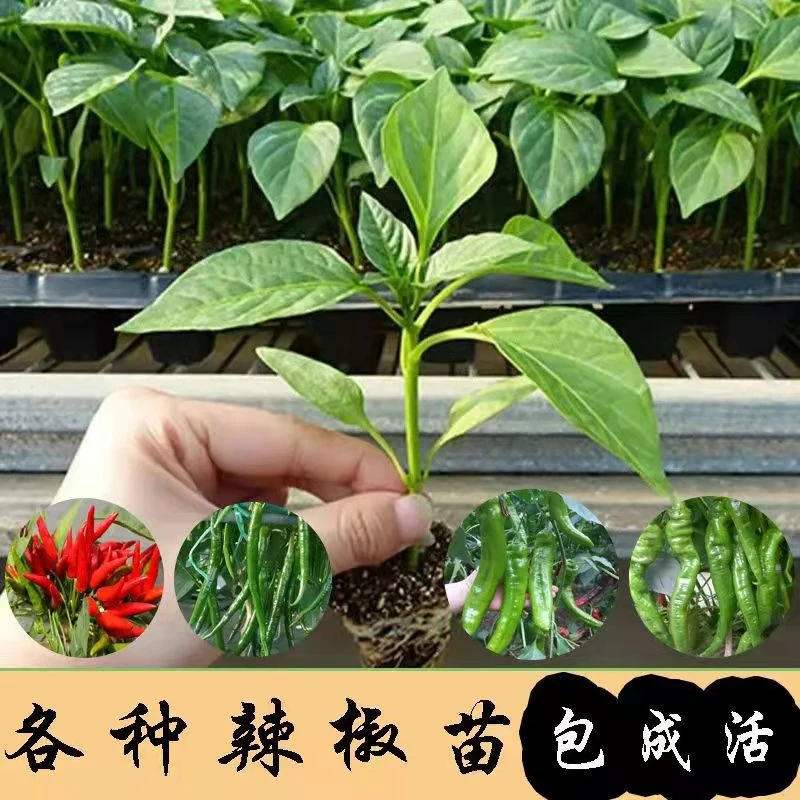 辣椒苗薄皮椒螺丝椒朝天椒长线椒七彩椒小米辣种植蔬菜蔬菜秧苗